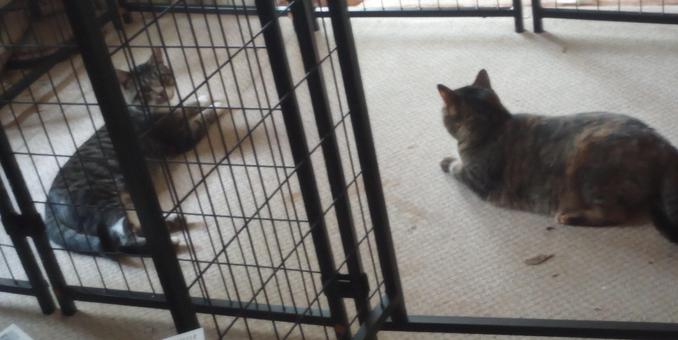 Mac and Shorty laying down inside the very open pen.