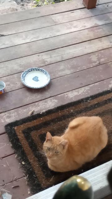 Orange is on the front doormat, just outside the threshold. That's as far as she is willing to go.