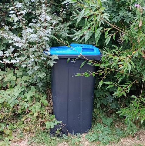 A large council recycling bin with a blue lid. Someone has stuffed this bin into some green bushes, so it now looks like an odd item of jungle treasure. 