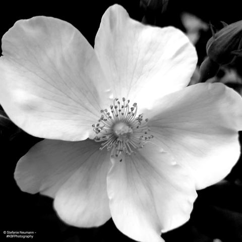 A monochrome picture of a white rose flower.