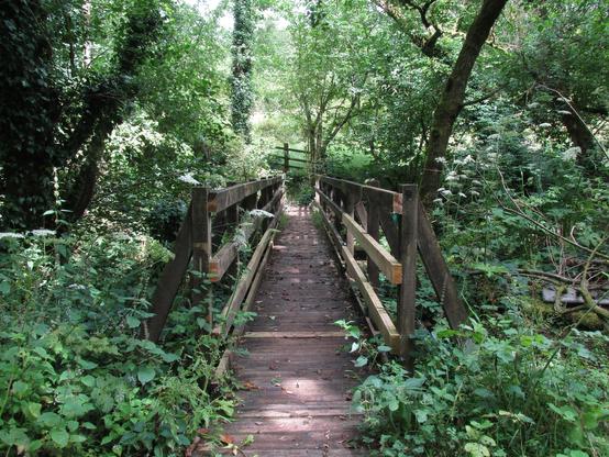 Looking along a small wooden footbridge crossing a woodland stream in summer, with green vegetation all around.
