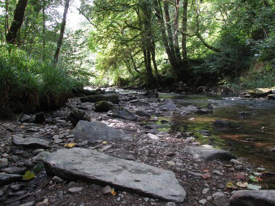 A low shot of stones and gravel alongside a woodland stream, with deciduous trees and sunlight visible off in the distance.