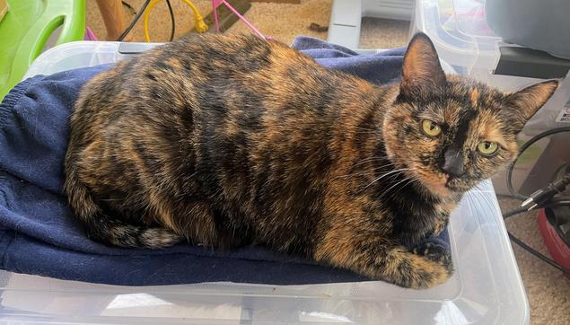 A sweet little tortoiseshell cat, sitting on one of my plastic bins.