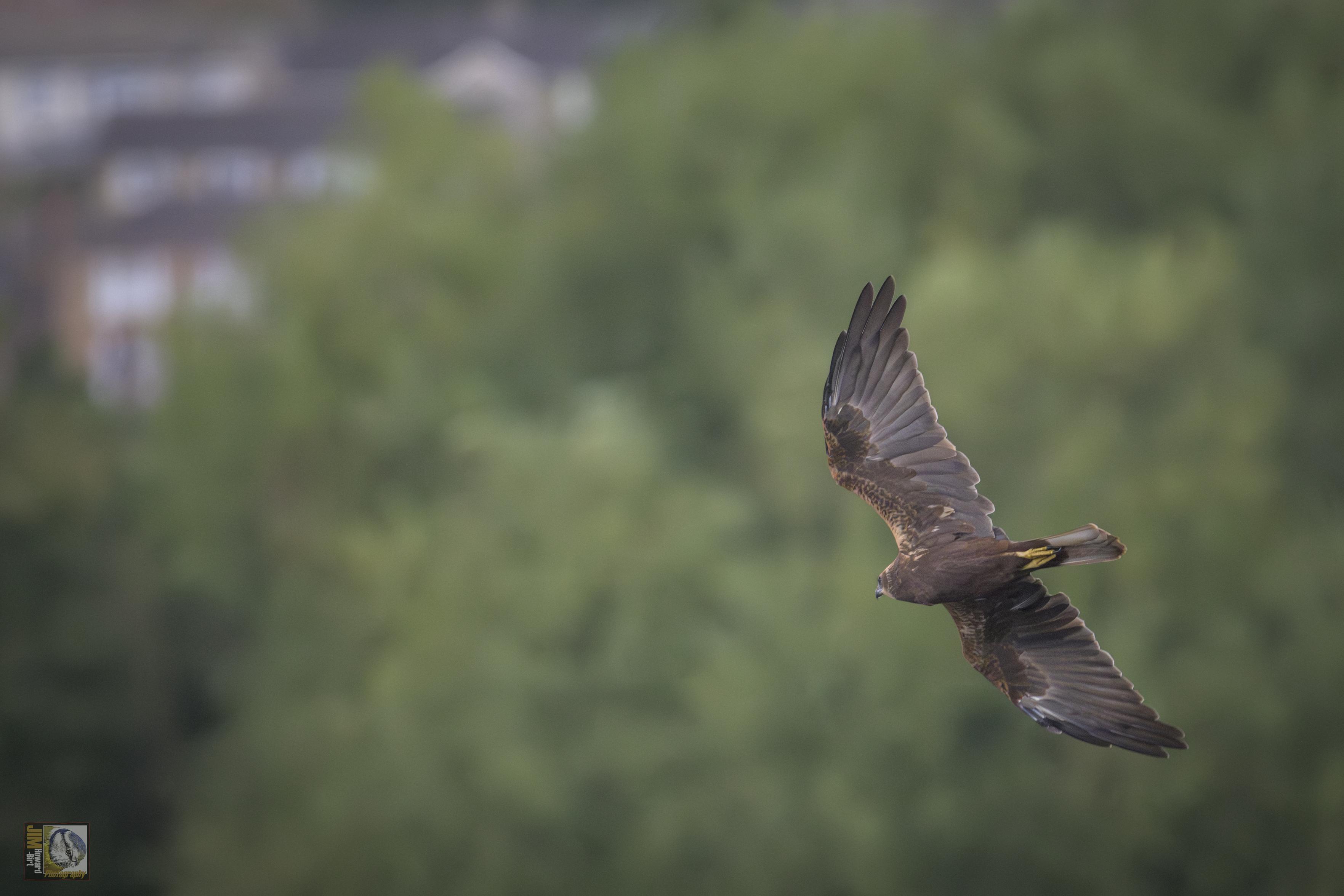 [RSPB] The largest of the harriers, the Marsh Harrier can be recognised by its long tail and light flight with wings held in a shallow 'V'. It is distinguishable from other harriers by its larger size, heavier build, broader wings and absence of white on the rump