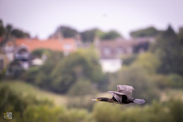 a large black bird in flight 