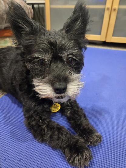 Lil black dog laying on a blue yoga mat with a flared out mustache