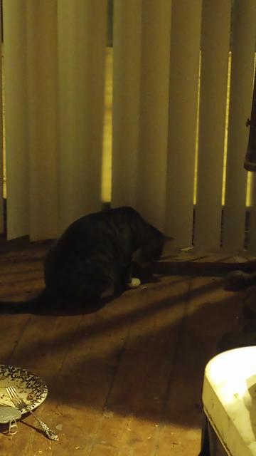 Silver tabby in the early morning, leaning over a heat vent. 