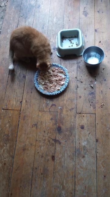 Orange tabby eating her concoction with extra water. They won't drink from the water bowl. They will balance on the edge of a bucket and drink water brown with fallen walnuts.