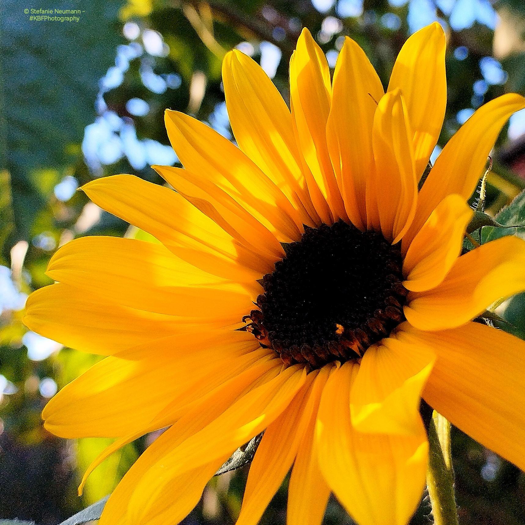 A close-up of a backlit, yellow sunflower blossom with brown stamen.