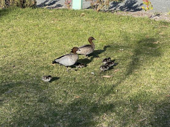 Ducks and their ducklings 