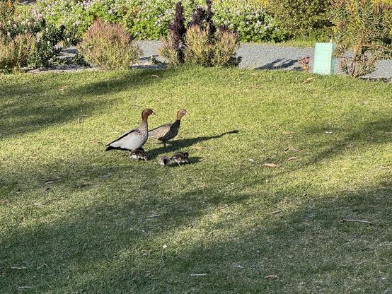 Ducks and their ducklings 