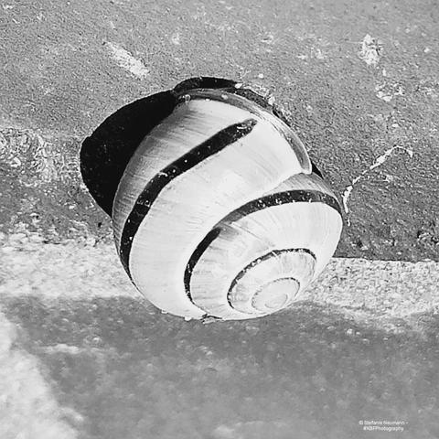 Monochrome picture. A close-up of a grove snail in the shell on a brick wall.