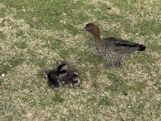 Duck with ducklings