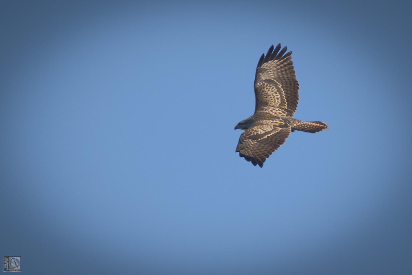 Common Buzzard