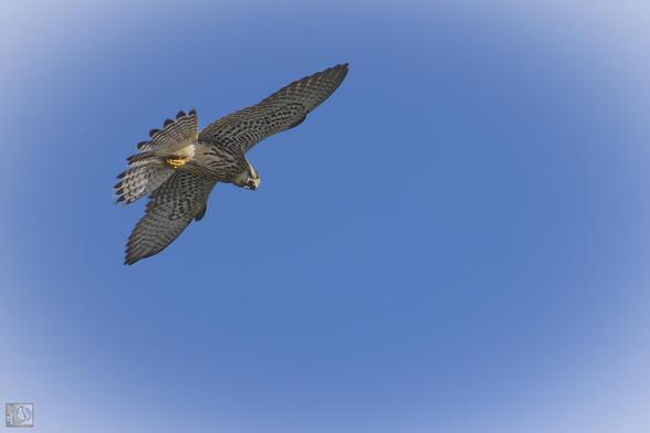 Female Kestrel