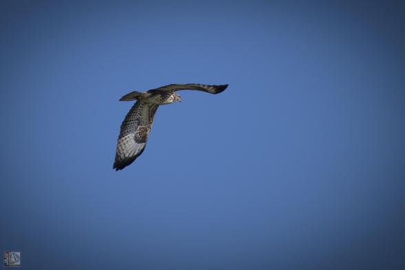 Common Buzzard