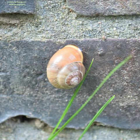 A snail in a light brown shell with three green grass blades on a grey brick wall.