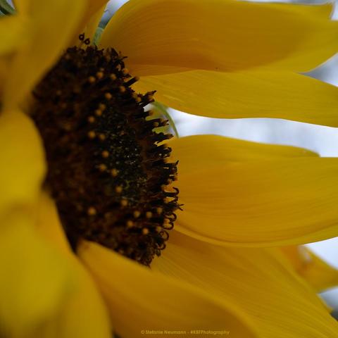 A close-up into a yellow sunflower blossom with brown stamen.