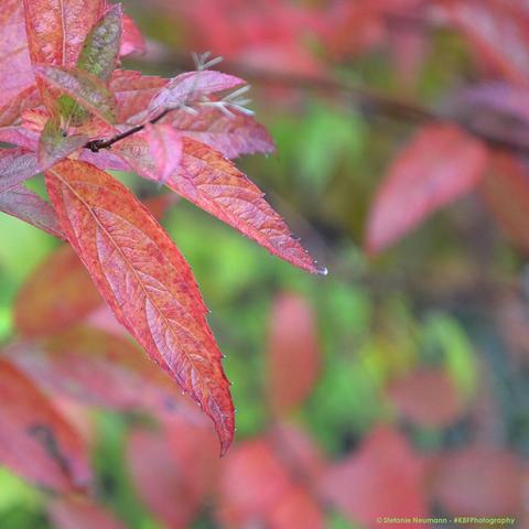 A close up of a red leaf on a bush.