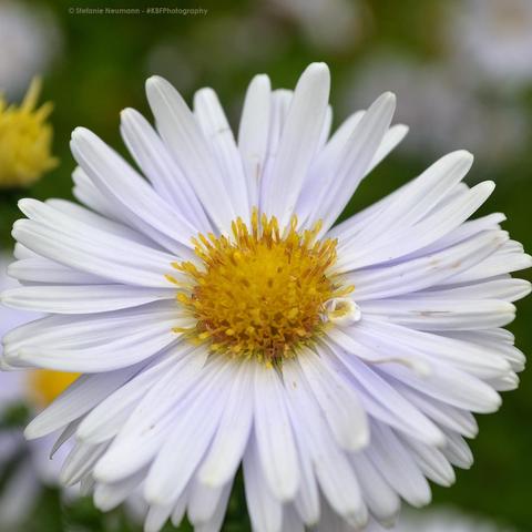 A light-lilac-coloured aster flower with yellow stamen.