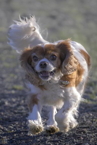 Cavalier King Charles Spaniel  mid run