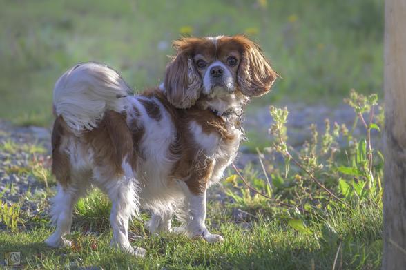 Cavalier King Charles Spaniel 