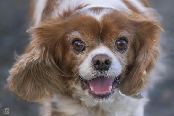 Cavalier King Charles Spaniel 