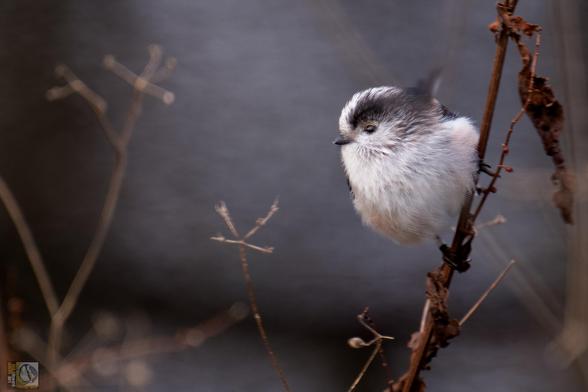 a small white and blue woodland bird perched on a weathered shrub stem