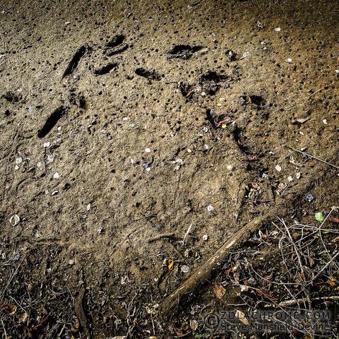 Semi-abstract photographs of footprints left in the mud on the bank of a river