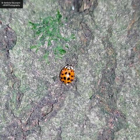 A ladybird on beech bark.