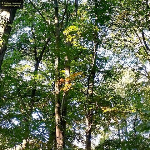 Backlit beech canopies that are beginning to turn autumnal colours.