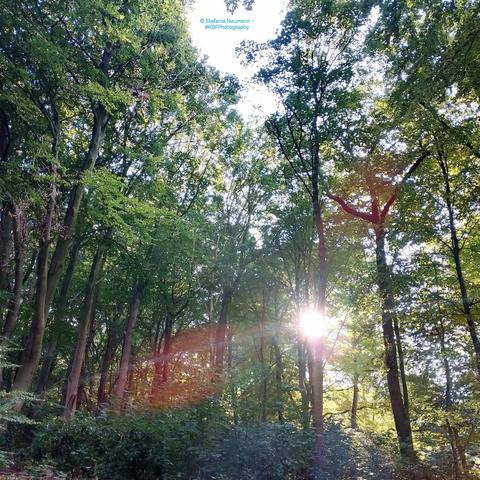 A low sun blasts through trees.