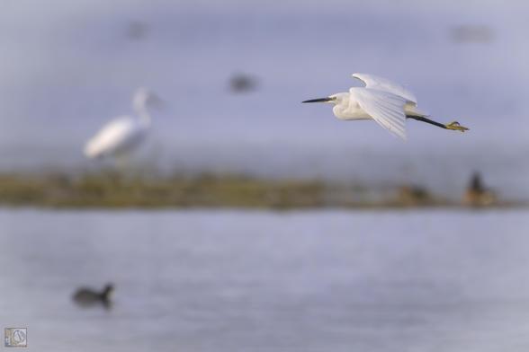 a smaller white heron in flight above a lake, with a larger white egret in the background