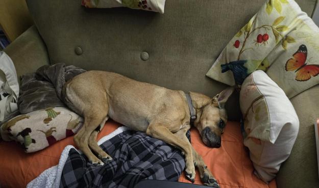 Reddish tannish dog lying on a green couch with lots of pillows and blankets.