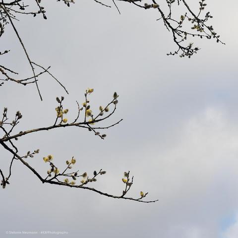 Zweige mit gelb-blühenden Weidenkätzchen vor einem grauen Himmel.
Twigs with yellow flowering willow catkins against a grey sky.