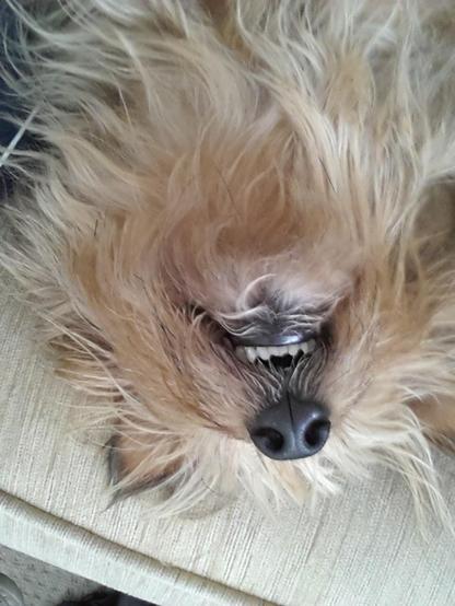 Mooch a small light brown Yorkie dog lying upside down on a sofa. The photo is taken from above her showing under her chin, mouth, nose and the tips of her ears. You can also see the bottom row of her teeth.