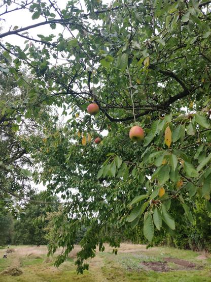 An einem Baum hängen 3 schöne rote reife Äpfel an langen zweigen herunter. Im Hintergrund ein Kirschbaum und ein großes Beet in einem Garten. Die Äpfel sehen irgendwie ein bisschen unecht aus.