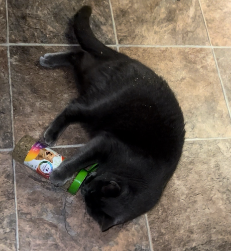 Grey cat curled up on a tiled floor using her front paws to hold a full can of open catnip up to to her face like a bottle.