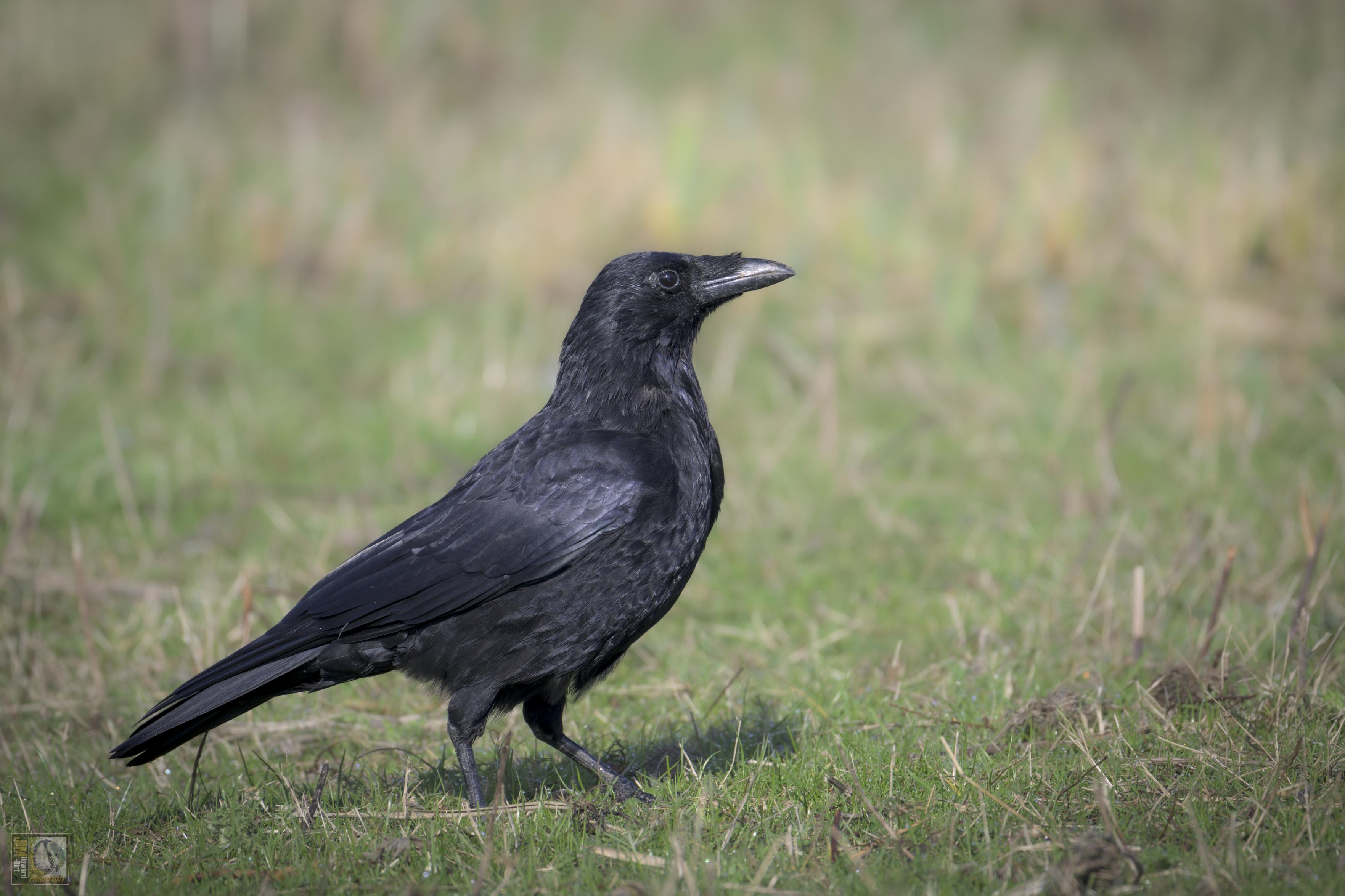 a crow stood in a field