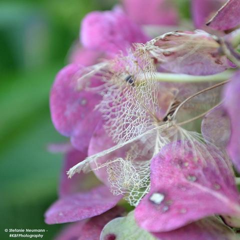 Eine Nahaufnahme von pinkfarbenen, zerfallenden Hortensienblüten. Teile sehen wie beigefarbene Spitze aus.
A close-up of decaying pink hydrangea flowers. Parts look like beige lace.