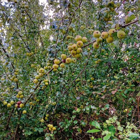 A branch, heavily laden with quince fruit, stretches diagonally from the bottom left to the top right of this photo.
In the background are many more green branches of the tree and a blue sky above. 

IDK if this is a decorative tree or if the fruit are edible. In any case, it seems that quince have to be cooked before they can be eaten. 
Also, I've read it's best to collect them before they get bruised or damaged, which could be tricky here as these branches hang over an asphalt pedestrian pavement. The path below (out of shot) is covered in fallen fruit. 