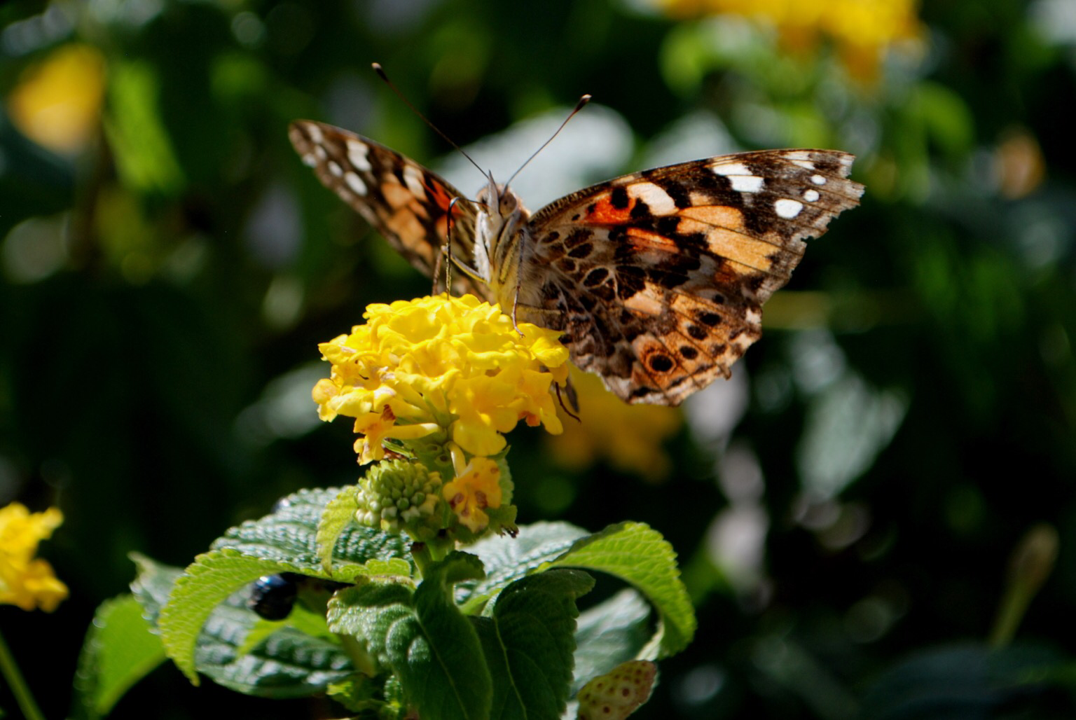 Butterfly with wings spread in top of a bright yellow flower. I believe the butterfly is a painted lady. It appears to be looking directly at the camera.