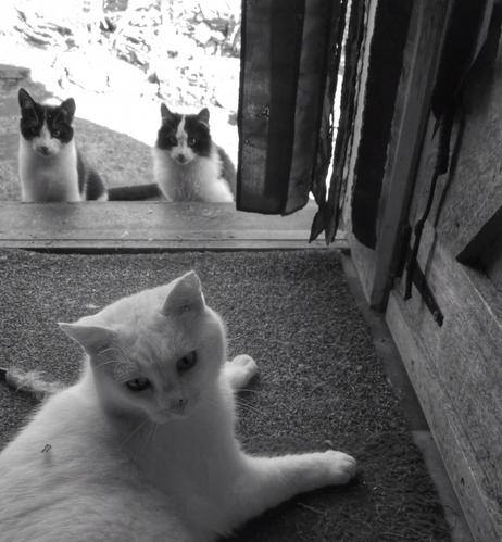 Black and white photo of a white cat being visited by two black and white stray kittens