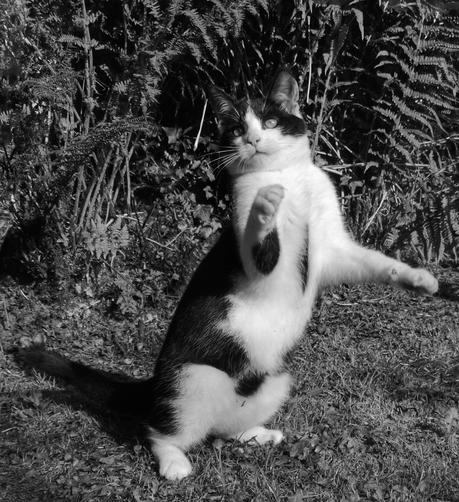 a black and white kitten on her hindlegs