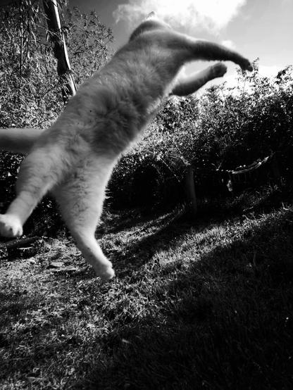 a white cat flying through the air