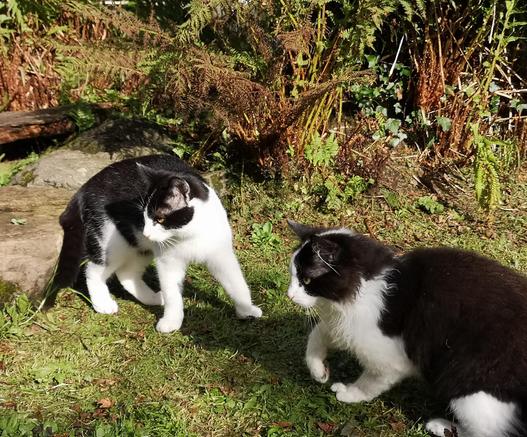 two black and white kittens ready to pounce