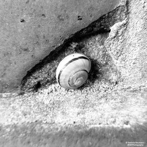 Black-and-white picture of a little grove snail on a brick wall in a corner that has crumbled off one of the bricks.