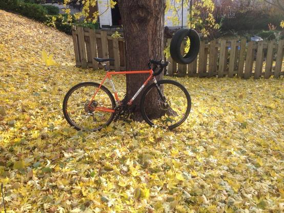 An orange bicycle leans against a tree with the ground around it covered in yellow leaves. A tire swing hangs from the tree next to the bike.