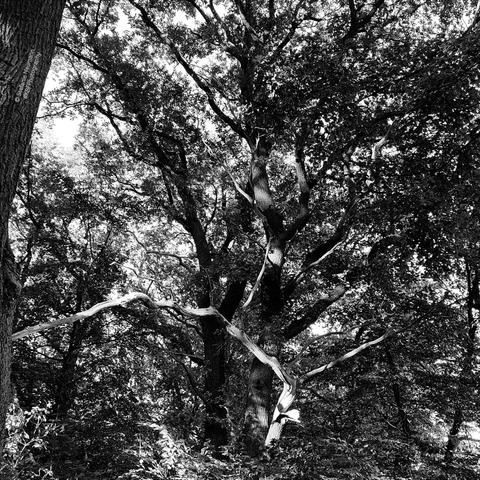 A black-and-white picture of a broken shrub in the undergrowth.