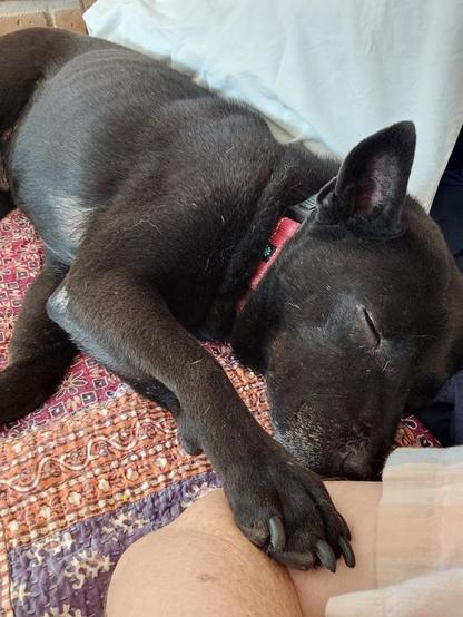 A medium size black dog with a red collar is asleep next to me, with his paw on my arm.